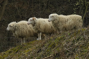 Gibpfote - 3 Schafe beim Beobachten