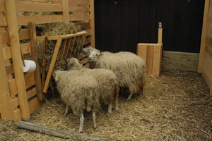Gibpfote Schafe im Stall