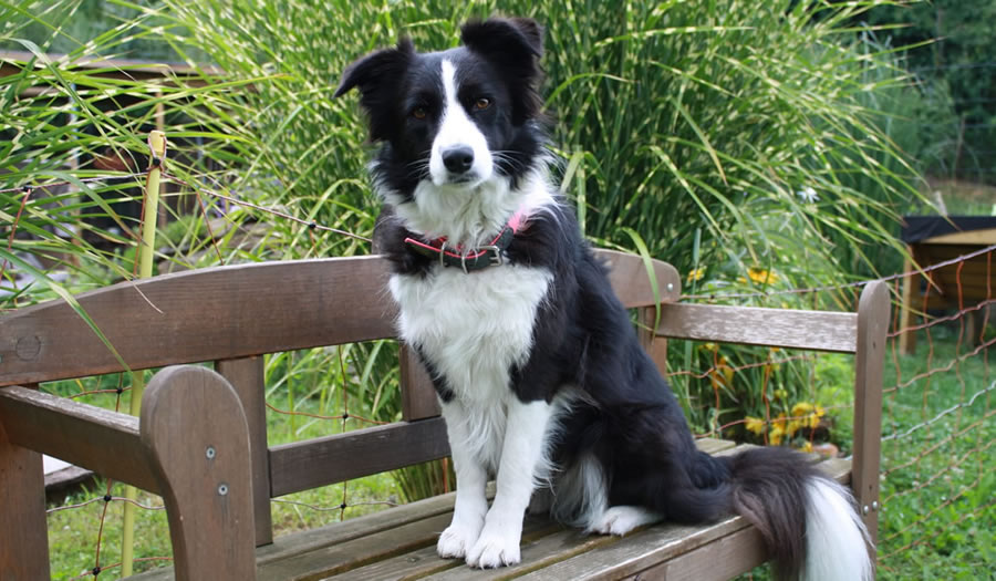 Therapiehund Eevee (Border Collie)