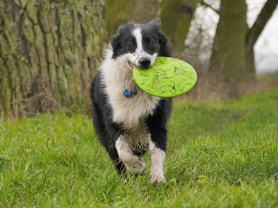 Dog Frisbee - Hundefrisbee (Image by Steve Lancaster from Pixabay)